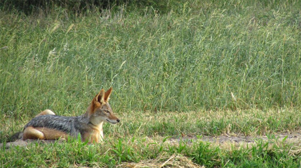 Cry of the Kalahari - Jackal 
