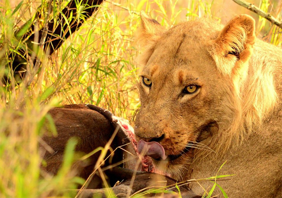 Ross Pride Feeding The Ross Pride Feeding off a Carcass
