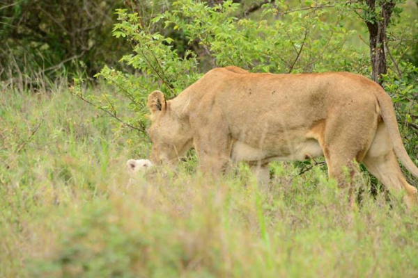 New white lion cub born into the Ross Pride