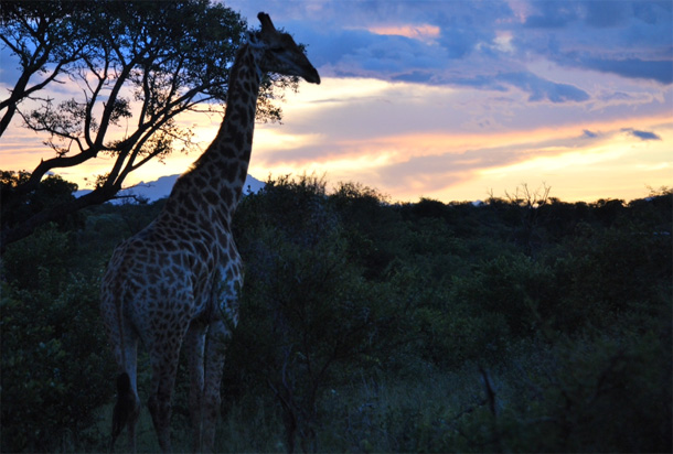 Giraffe spotted on safari Giraffe sighting on safari