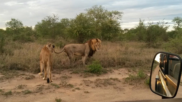 Lions - The Good and Bad Lions - the Good and the Bad