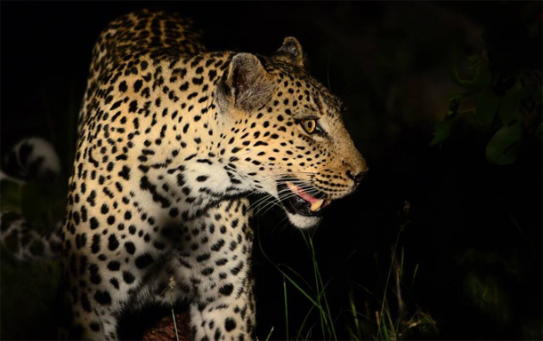 Cleo the Leopard Cleo the Leopard on a Hunt