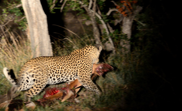 Cleo dragging the impala kill to a tree