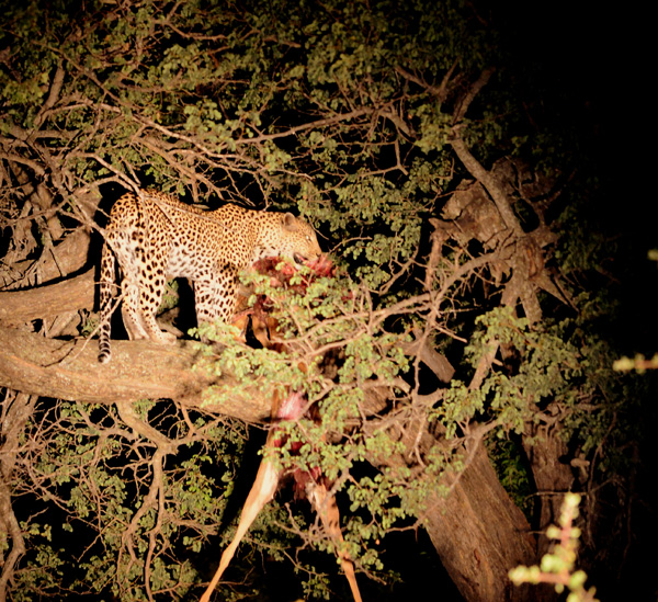 Cleo in the tree with an impala kill