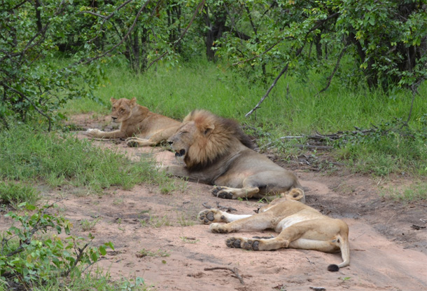 Lion Prides Ross Pride of Lions