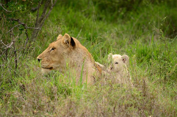White Lion Cub in the Klaserie White Lion Cub Spotted in the Klaserie