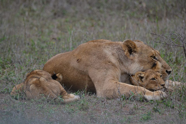Ross Pride with Cubs