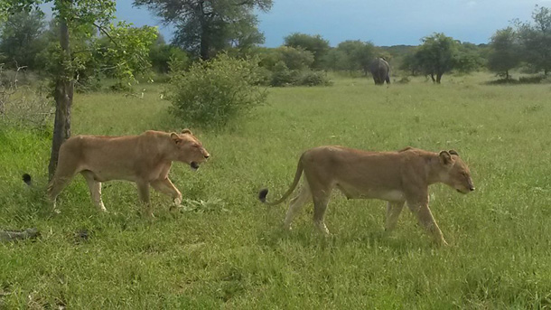 Ross Pride Walking Through Camp