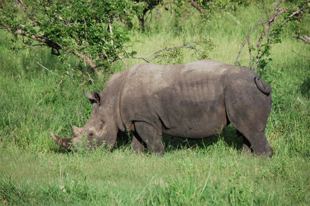 Rhino Mike Mike and Fiona Clark - Rhino Photo