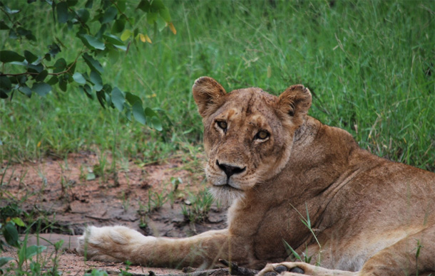Ross Pride Female Ross Pride female relaxing in the Klaserie