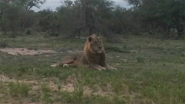 Giraffe Male Seen at nThambo Tree Camp Giraffe Male Seen at nThambo Tree Camp