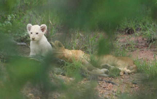 whitelionsarahdavis2