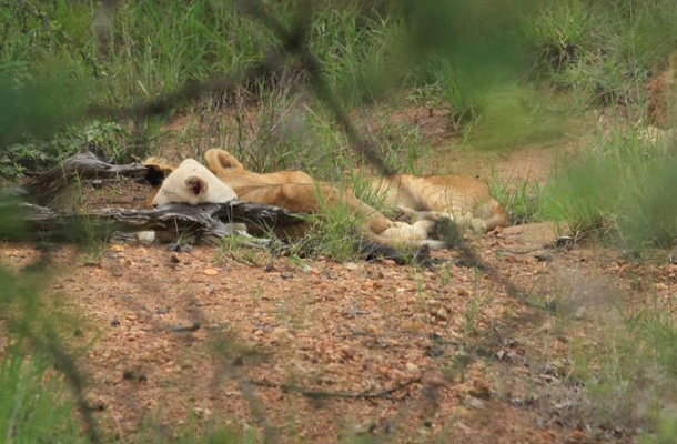 Xihangu white lion cub Xihangu white lion