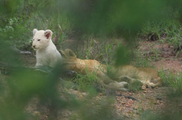 whitelionsarahdavis5