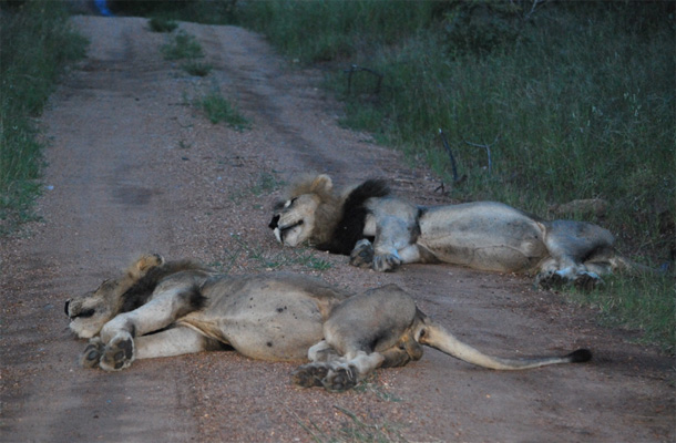 The Good and the Bad Ross Pride - the Good and the Bad