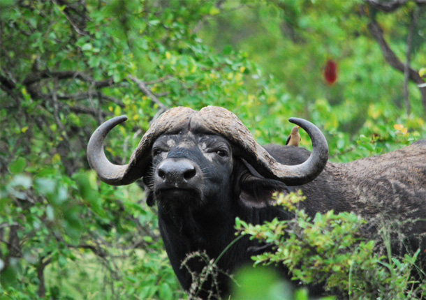 Cape Buffalo spotted on safari Cape Buffalo spotted on safari