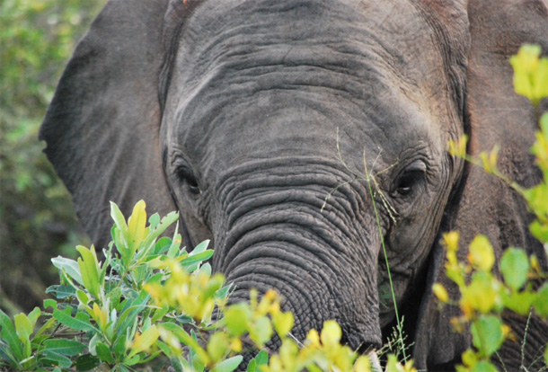 Elephant in the Klaserie Elephant in the heart of the Klaserie