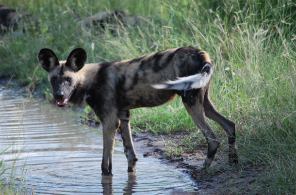 African Wild Dog African Wild Dog sighting
