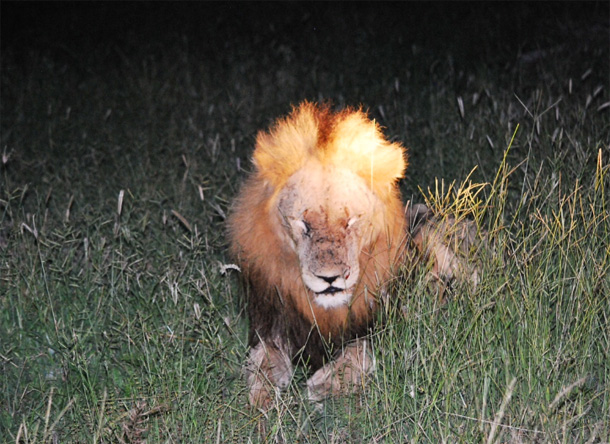 Ross Pride Boys Ross Pride of Lions - the Boys