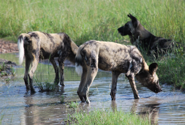 Wild dogs at play Wild dogs at play