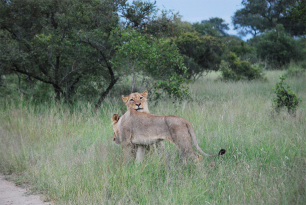 Ross Pride of the Klaserie