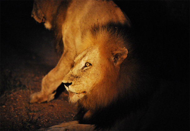 TheGood Ross Pride - the Good