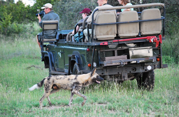 Wild dog and game vehicle