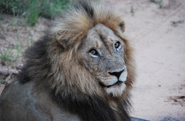 The Good from the Ross Pride The Godd - the Ross Pride