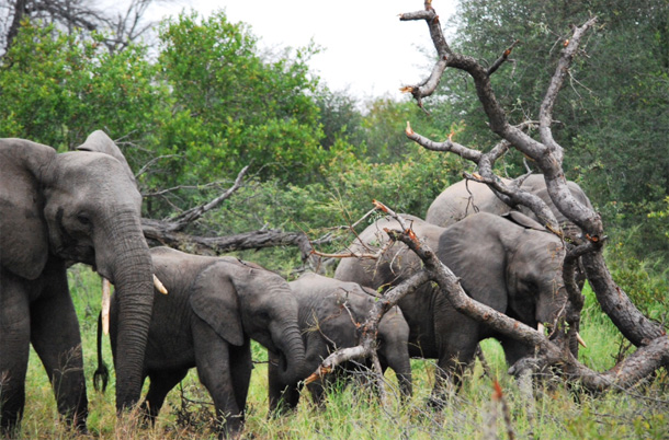 Elephant herd in the Klaserie Elephant herd spotted in the Klaserie