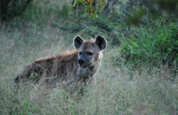 Hyena in the Klaserie Hyena in the Klaserie