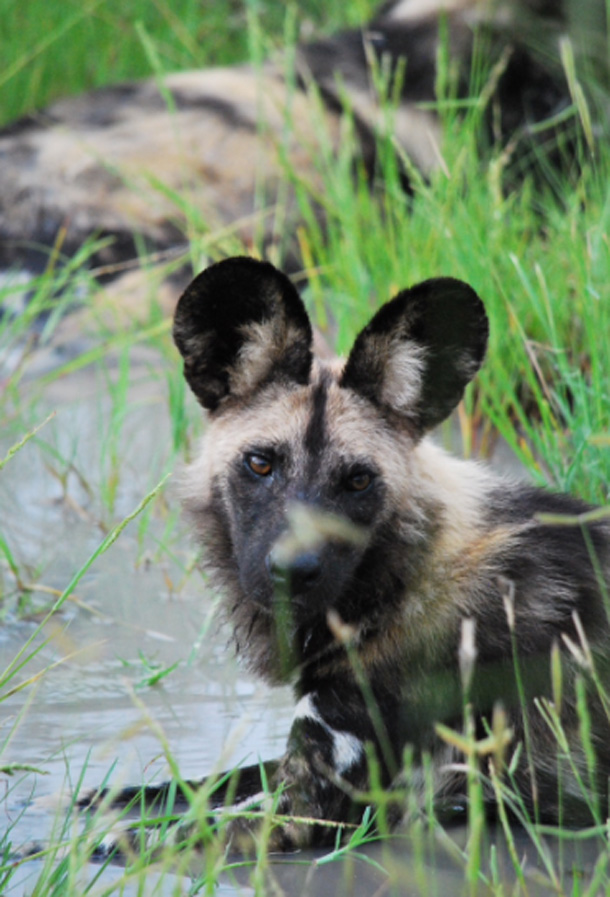 Pack of wild dogs Pack of wild dogs