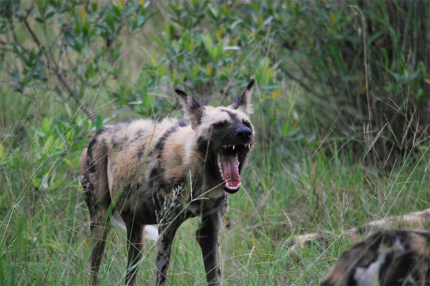 wild dogs on safari Wild dogs on safari