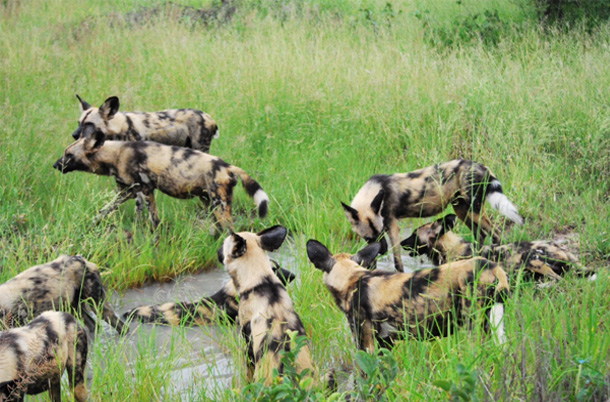 Pack of wild dogs at play Pack of wild dogs at play again