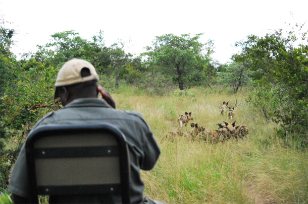 Wild Dog on a Game Drive Wild Dog on a Game Drive