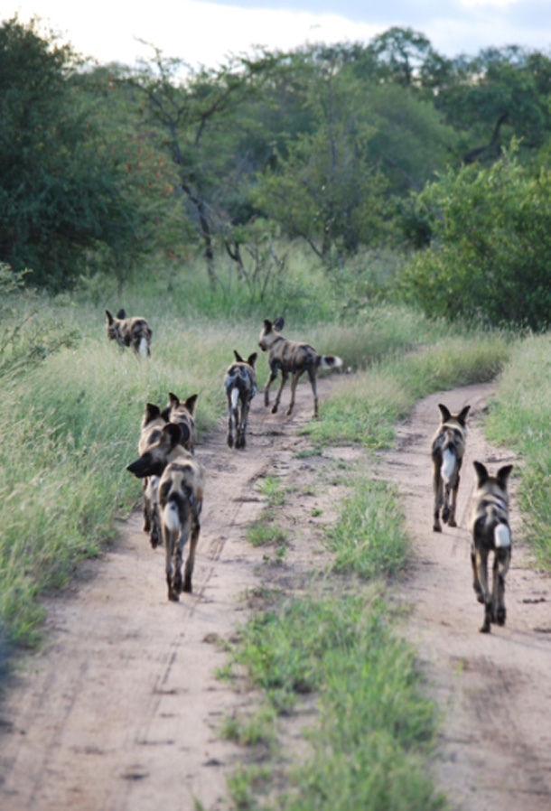 Wild dogs walking down the road