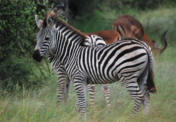 Zebra and Impala