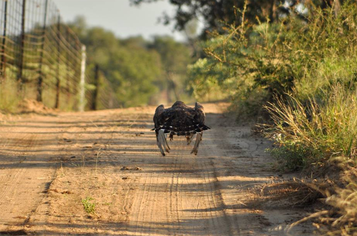 Snake Eagle Takes off to hunt a snake