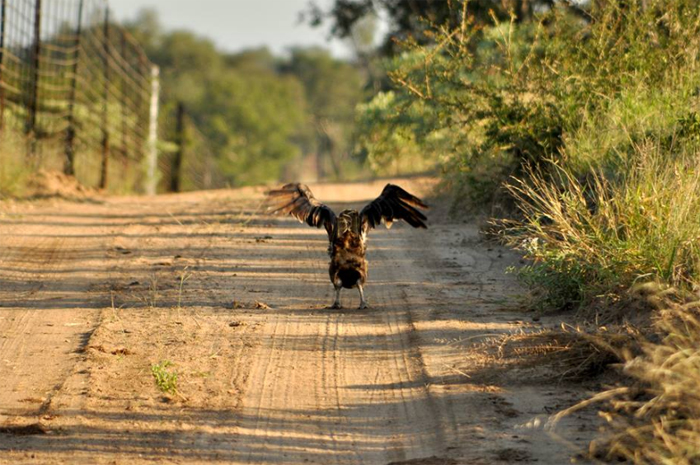 Flight of the Brown Snake-Eagle