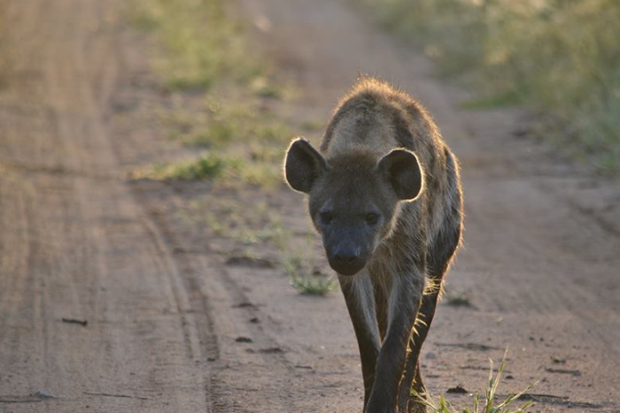 hyena searching for food