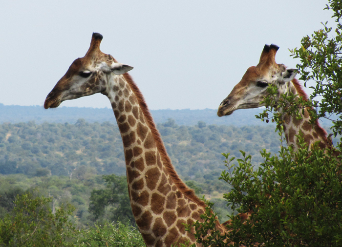 Giraffe at nDzuti