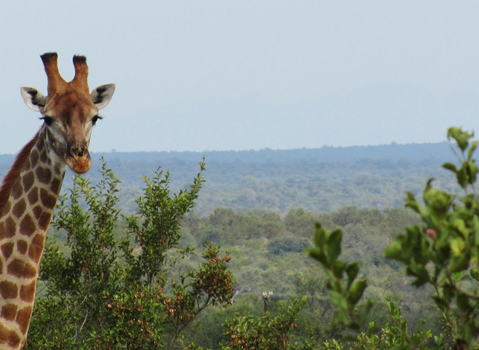 Giraffe at nDzuti