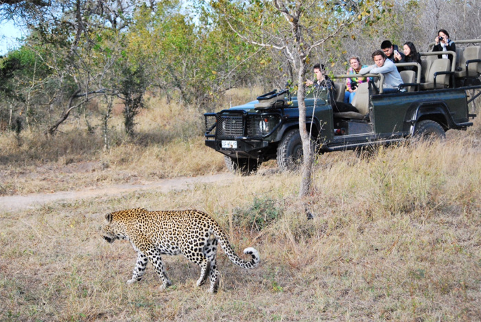 Game Drive Umkumbe Safari Lodge