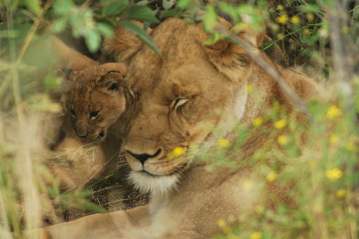 Lion Cub with Mother
