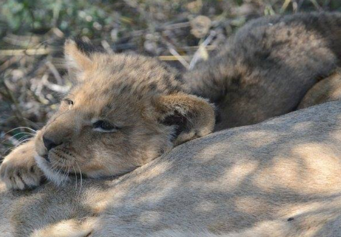Lion Cub - - Heloise Smit