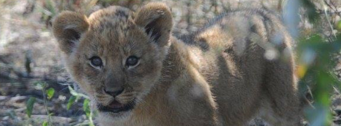 Kalahari Lion Cub
