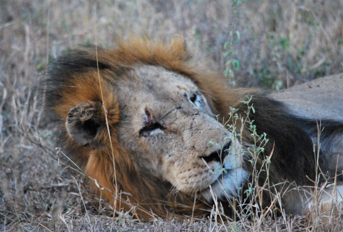 Lions in the Klaserie - Ross Pride