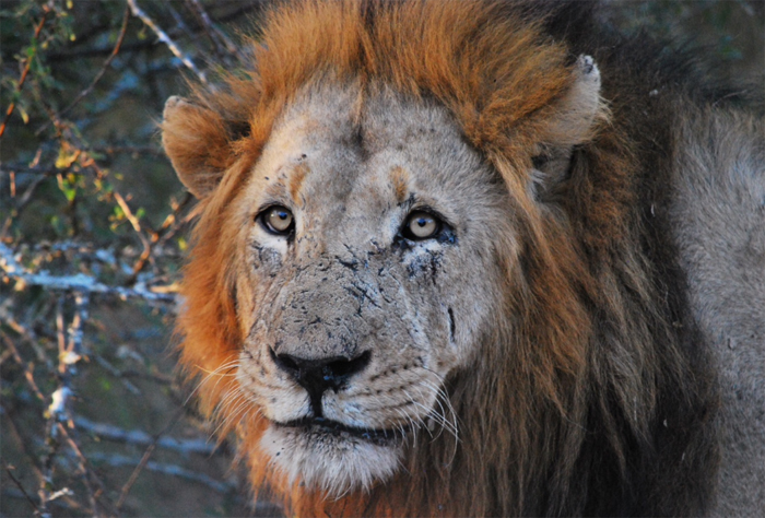 Trilogy of lions