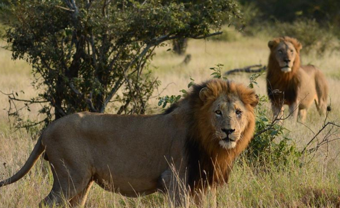 Male Lions in the Klaserie