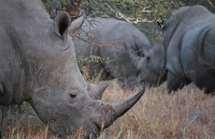 White Rhino Klaserie