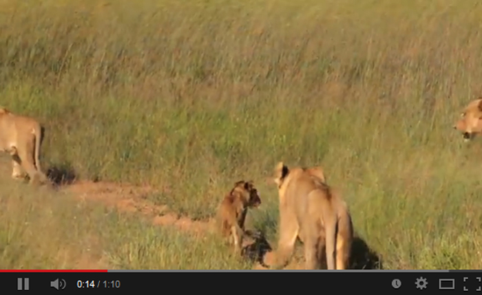 Umkumbe Southern Pride in the Sabi Sand Private Reserve